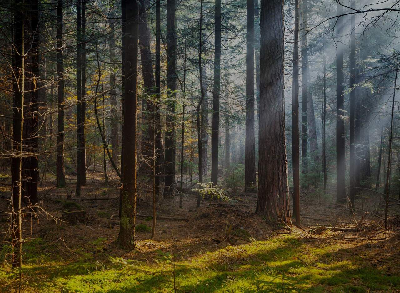Misty Northshore forest — tree service in St. Tammany Parish
