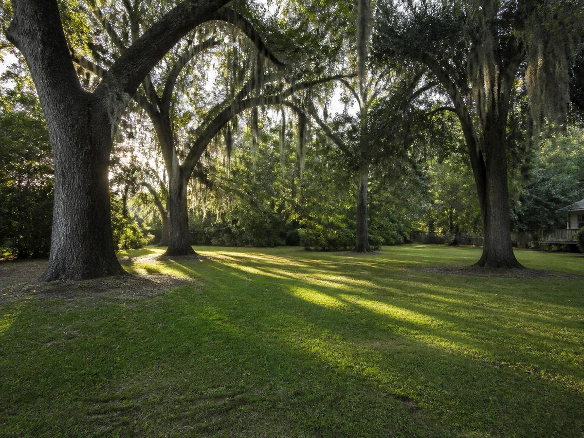 Open Louisiana lawn under remaining live oaks