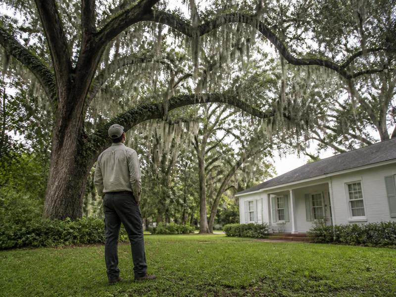 Looking up at a live oak over a lawn