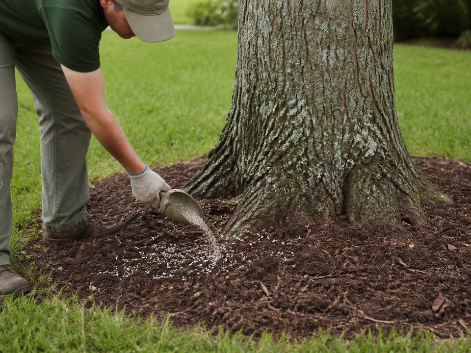 Fertilizer work at a hardwood root zone