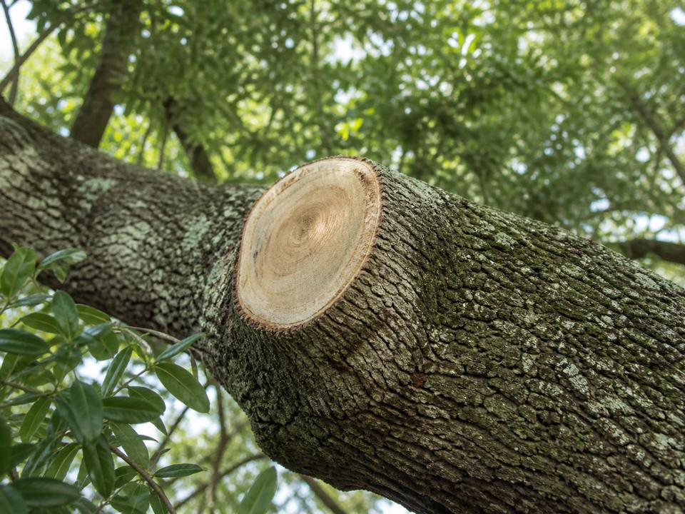 Pruning cut on a live oak limb