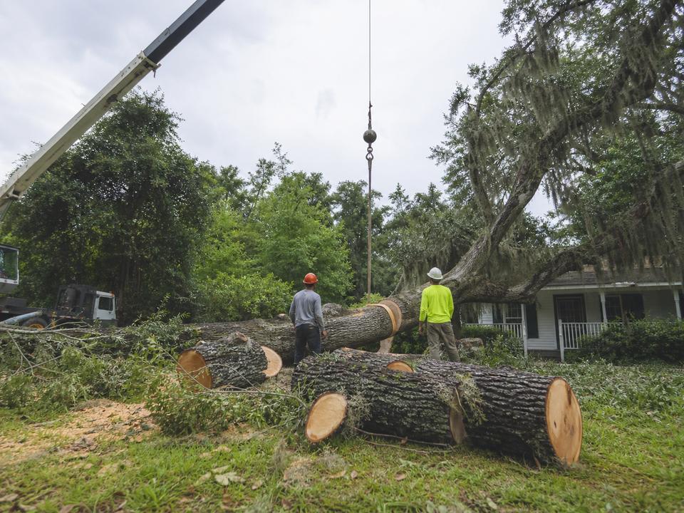 Sectioned hardwood on a Louisiana lawn
