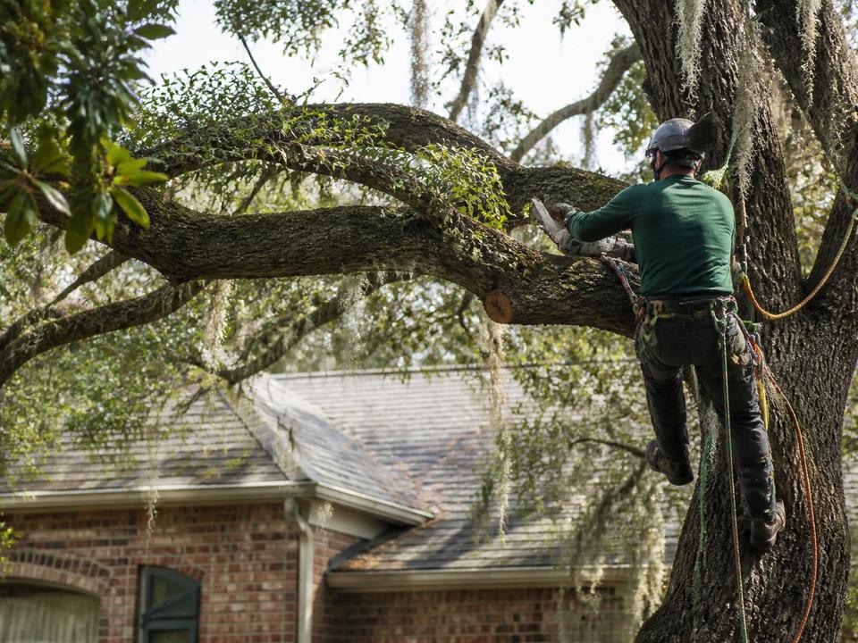 Trimming work in a live oak canopy